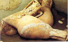 Elba ed archeologia