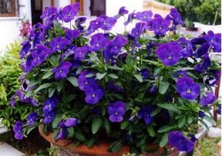 I Fiori dell'Elba