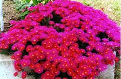 I fiori dell'Elba