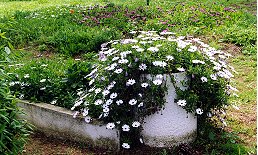 I fiori dell'Elba